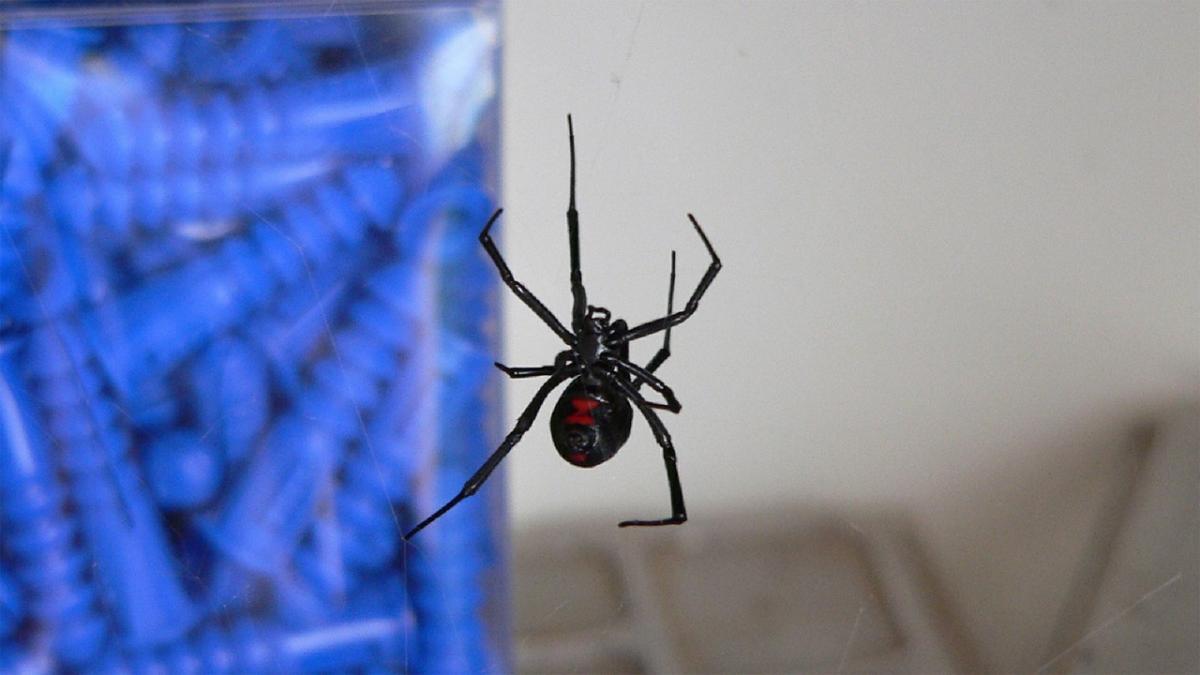 Black Widow Spiders The Bug Guy Pest Control Okc