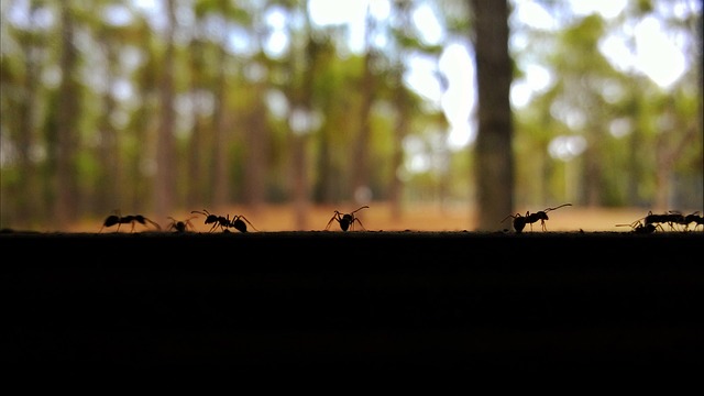 ants-752032_640