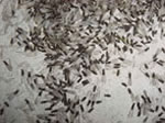 termite1