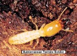 termite3-150x110