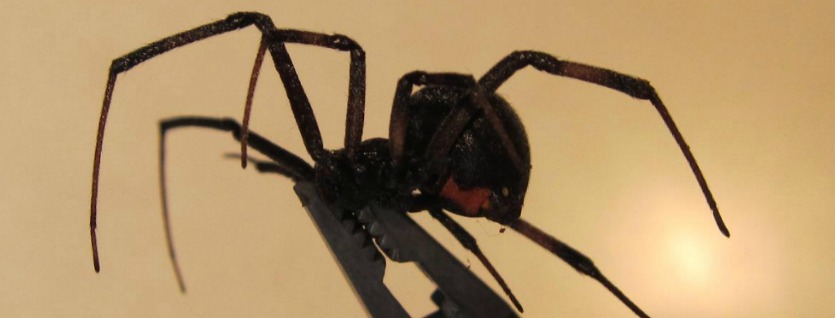 Black Widow Spider- OKC Pesto Control