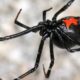 Black Widow Web- OKC Pest Control