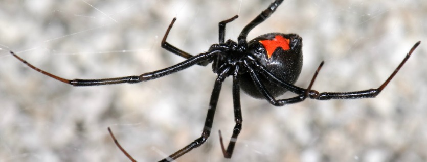 OKC Pest Control Helps You Identify Black Widow Webs