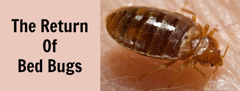 OKC Pest Control Reports The Return Of Bed Bugs: Part 2