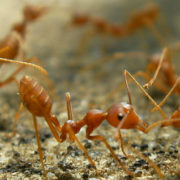 Fire Ants- OKC Pest Control