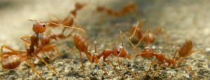 Fire Ants- OKC Pest Control