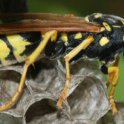 Paper Wasps- OKC Pest Control