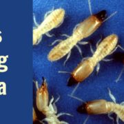 termites- OKC pest control