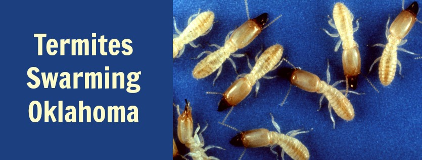 OKC Pest Control: Termites Swarming Oklahoma