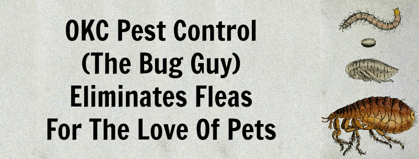 OKC Pest Control Eliminates Fleas For The Love Of Pets