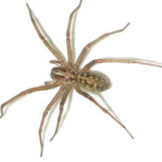 Hobo Spider- OKC Pest Control
