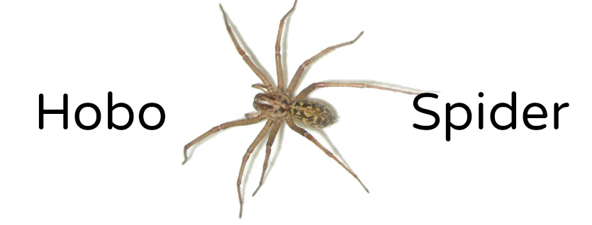 OKC Pest Control: Hobo Spiders Are Crawling Out Of Obscurity