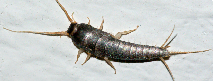 OKC Pest Control Team Answers Why Silverfish Are Harmful