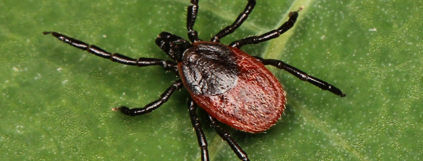 OKC Pest Control Reviews A Story About Ticks And Lyme Disease
