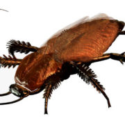Cockroach- OKC Pest Control