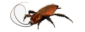 Cockroach- OKC Pest Control