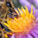 Honey Bee- Pest Control OKC