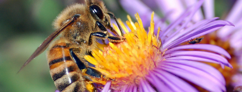 Honey Bee- Pest Control OKC