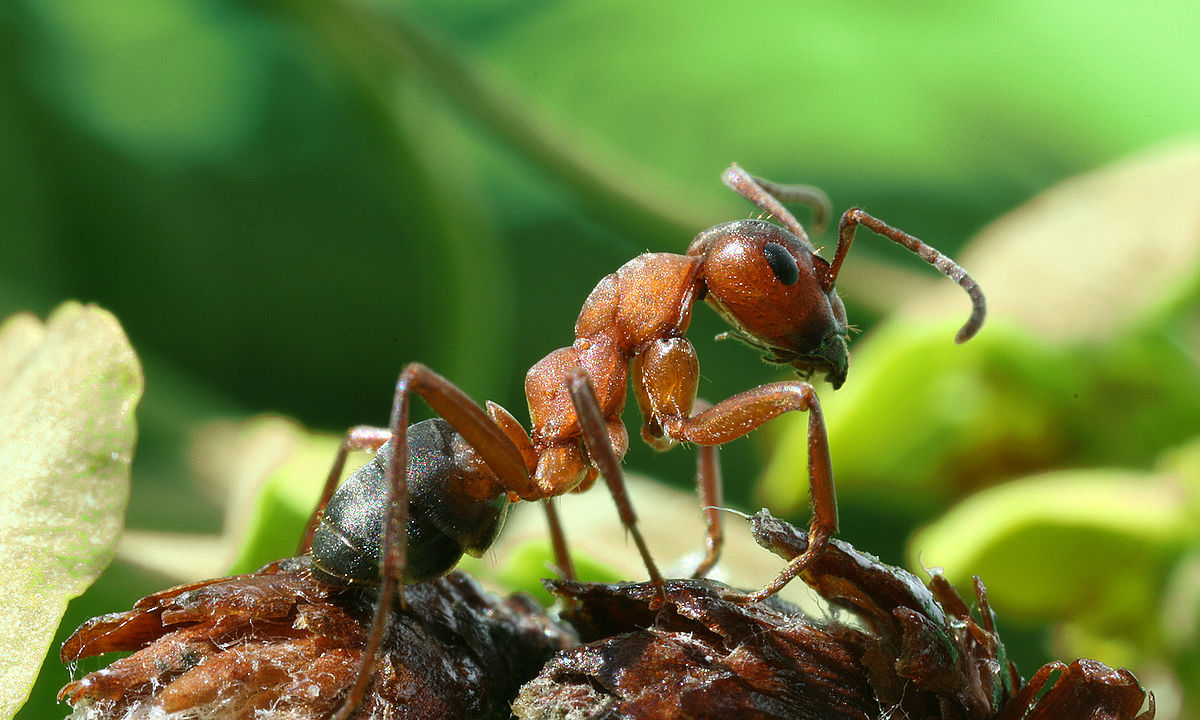 Pest Control OKC: Formica Ants And Oklahoma