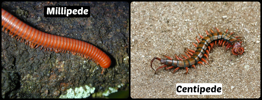 Pest Control OKC Sharing Differences Between Millipedes And Centipedes
