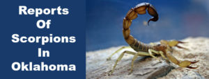 Scorpions- Pest Control OKC