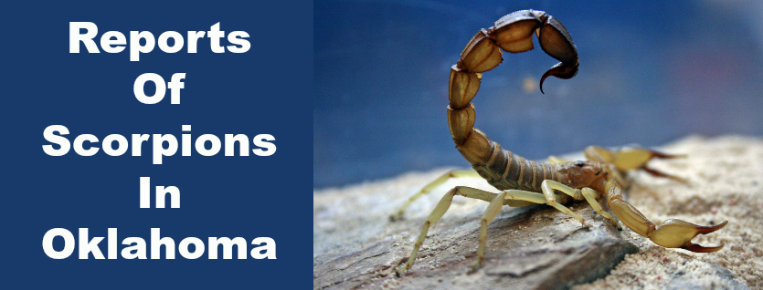 Pest Control OKC Reports Of Scorpions In Oklahoma