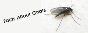 facts about gnats- pest control OKC