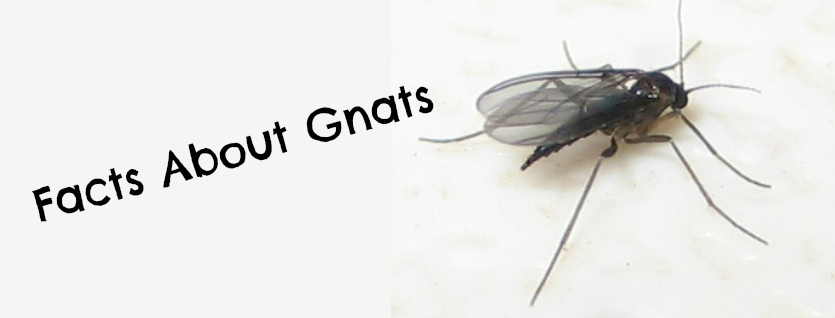 Pest Control OKC Discusses Facts About Gnats