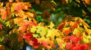 Fall Leaves On Tree- Pest Control OKC