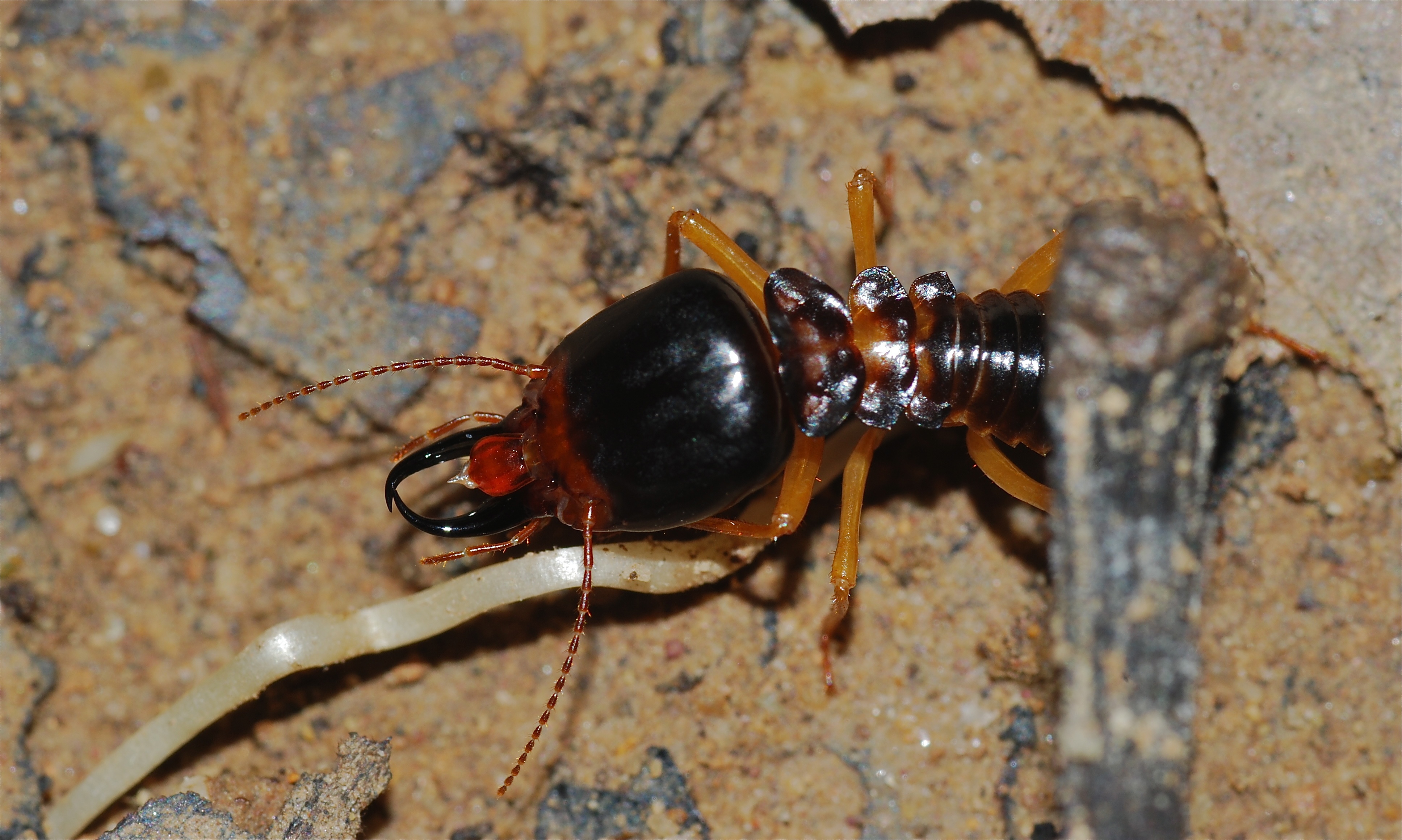 Pest Control OKC: Fall Termites?