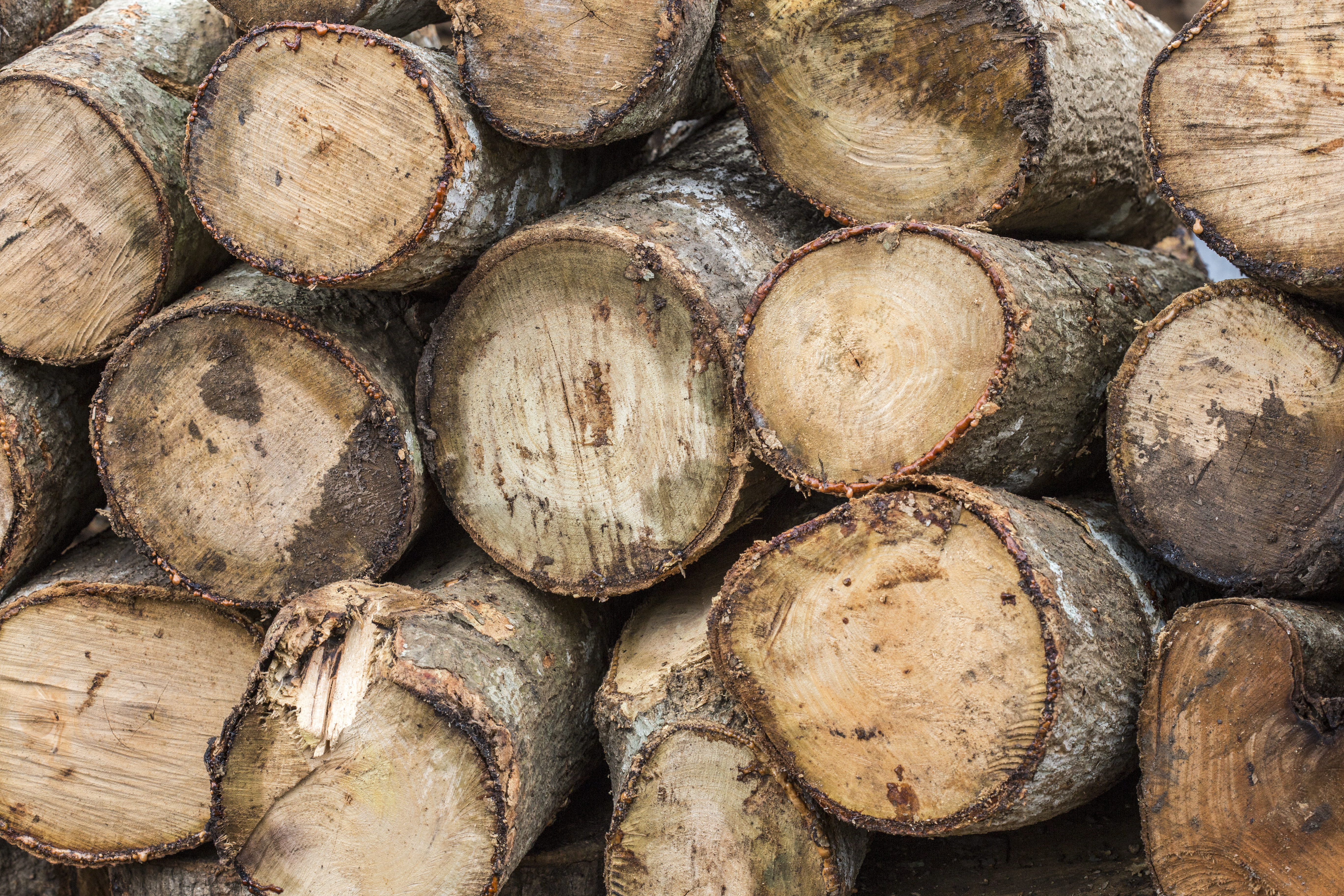 Pest Control OKC: Keeping Firewood Pests at Bay