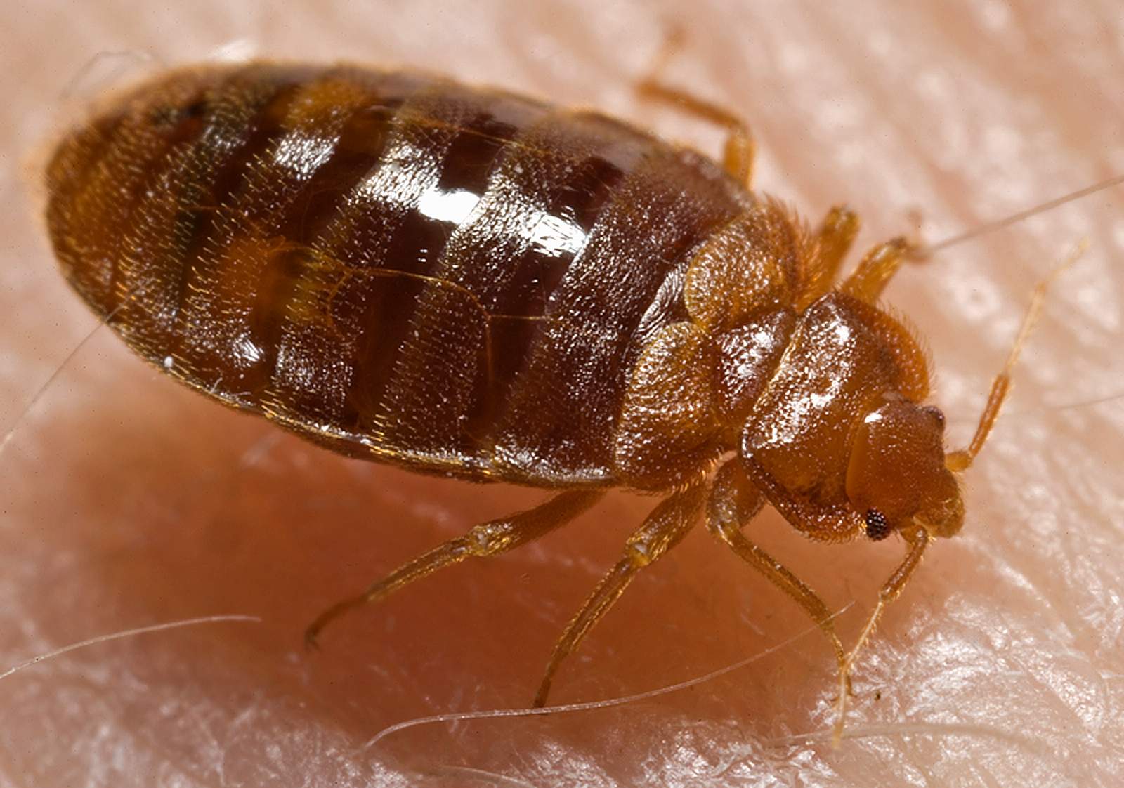 Pest Control OKC: Bed Bug Bites and treatments