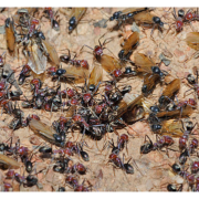 Flying Ant Day 2018 - Pest Control OKC