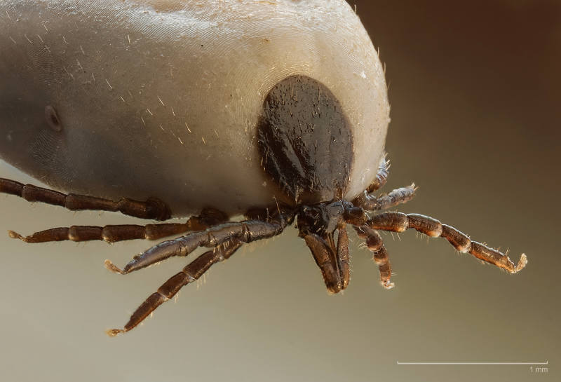 Tick Bites Can Make You Sick - Pest Control OKC